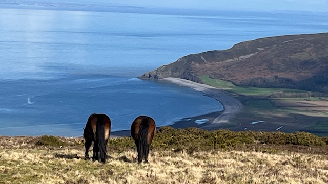 Exmoor ponies overlooking the coast